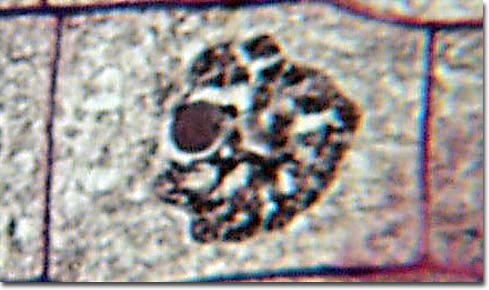 (http://micro.magnet.fsu.edu/micro/gallery/mitosis/earlyprophase.jpg)