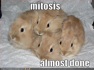 (http://3.bp.blogspot.com/_BZGnRoRzrxE/R_EuLoDt_hI/AAAAAAAAAIw/80IMc0m7kKc/s320/funny-pictures-mitosis-rabbits.jpg)