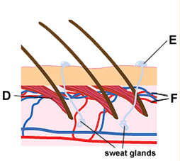 Diagram shows a cross section of skin when hot. Hair muscles relax (D) causing hairs to lie flat so that heat can escape. Sweat is secreted (E) from the sweat glands. Blood flow in the capillaries is increased (F) (http://www.bbc.co.uk/schools/gcsebitesize/science/images/hairs_hot.gif)