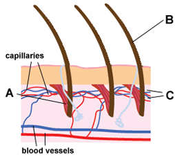 Diagram shows cross section of skin when cold, with erect hairs (B) caused by tense hair muscles (A), and reduced blood flow to capillaries (C)  (http://www.bbc.co.uk/schools/gcsebitesize/science/images/hairs_cold.gif)