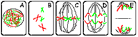 (http://www.vcbio.science.ru.nl/images/cellcycle/m_smallmitosisdiagram.gif)