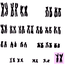 23 pairs of chromosomes (http://www.bbc.co.uk/staticarchive/9a4533915a80e2a1a93966237f1210804d9d5ecb.gif)