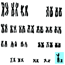23 pairs of of chromosomes (http://www.bbc.co.uk/staticarchive/4e52ae1a0d9327cf51783a1370b2f532b1954797.gif)