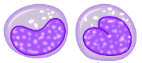 File:Monocyte.png (http://upload.wikimedia.org/wikipedia/commons/0/0c/Monocyte.png)