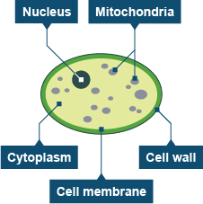 Only one cell (http://www.bbc.co.uk/schools/gcsebitesize/science/images/add_21c_bio_diag_yeast_cell.jpg)