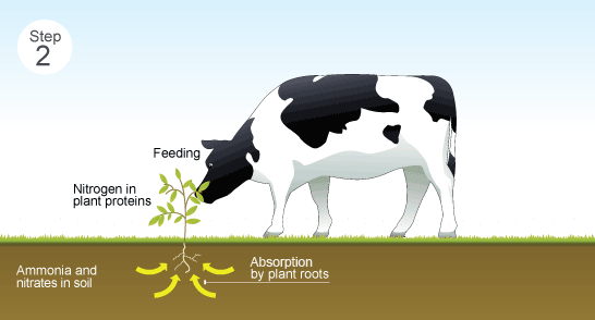 how nitrogen compounds are passed on by animals eating plants (http://www.bbc.co.uk/schools/gcsebitesize/science/images/28_2_the_nitrogen_cycle_v2.gif)