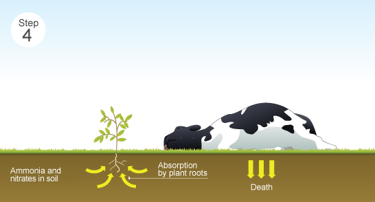 Diagram showing how nitrogen compounds are returned to the soil when plants and animals die and decay. (http://www.bbc.co.uk/schools/gcsebitesize/science/images/28_4_the_nitrogen_cycle_v2.gif)
