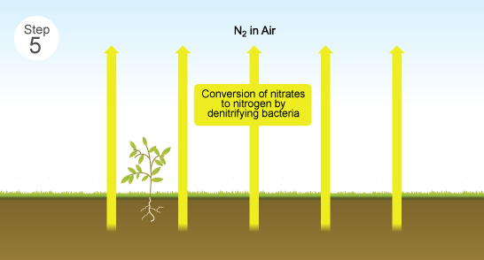 Step 5 - conversion of nitrates to nitrogen by dentrifying bacteria (http://www.bbc.co.uk/schools/gcsebitesize/science/images/28_5_the_nitrogen_cycle.gif)