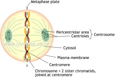 (http://www.ivyroses.com/HumanBody-Images/Cell_Structures/Metaphase_cIvyRose.jpg)