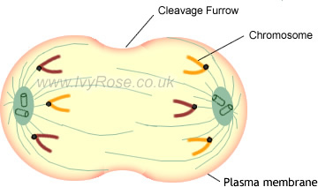 (http://www.ivyroses.com/HumanBody-Images/Cell_Structures/Anaphase-Late_cIvyRose.jpg)