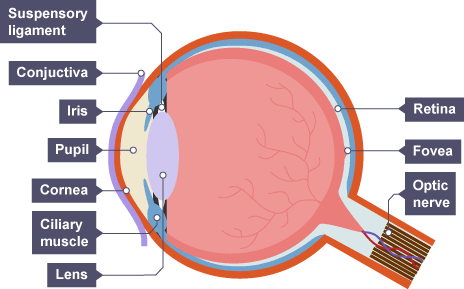 The component parts of the eye (Suspenory ligament, Conjunctiva, Iris, Pupil, Cornea, Ciliary muscle, Lens, Retina, Fovea and Optic nerve) (http://www.bbc.co.uk/schools/gcsebitesize/science/images/triple_science/044_bitesize_gcse_tsphysics_medical_eyestructure_464.gif)