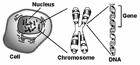 drawing showing the relationship of a cell, chromosome, DNA and gene (http://www.phoenix5.org/glossary/graphics/CellChromoDNAGene.gif)
