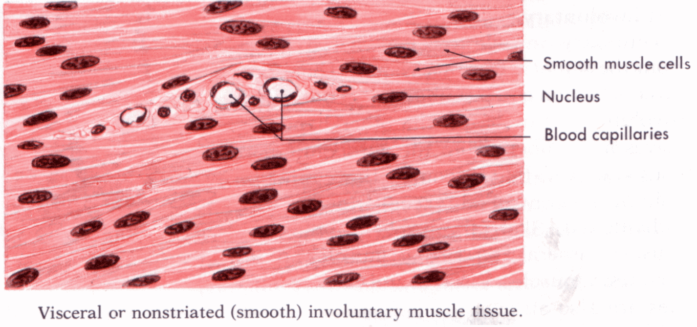 (http://1.bp.blogspot.com/-cuBEJRkaQ-4/UW9CbT8LCyI/AAAAAAAAAmg/I-dz3H1iL3Y/s1600/Muscle+tissue+smooth.gif)