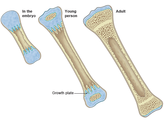 bone in the embryo, young person and adult (http://www.bbc.co.uk/staticarchive/361a69a5e1042fccf94e081987f92bc2dd92ceb7.gif)