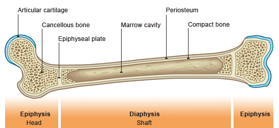 bone with epiphysis and diaphysis labelled (http://www.bbc.co.uk/staticarchive/cc264e98fcc01ddc9c8e41e6a50eb3c2c3e4d782.gif)