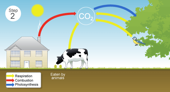 Step 2 - plants perform photosynthesis which removes carbon from the air. Plants are eaten by animals. (http://www.bbc.co.uk/schools/gcsebitesize/science/images/29_2_the_carbon_cycle.gif)
