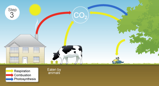 Step 3 - animals die and decay  (http://www.bbc.co.uk/schools/gcsebitesize/science/images/29_3_the_carbon_cycle.gif)