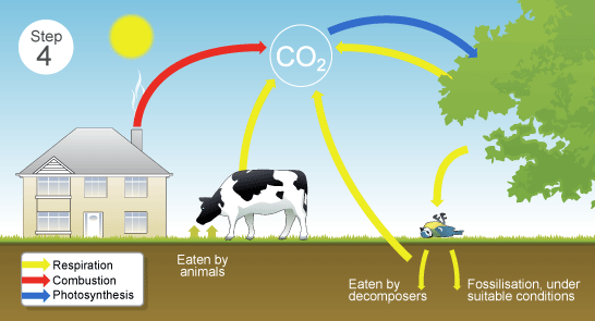 Step 4 - decay of animals goes back into the earth, fossilisation occurs under suitable conditions  (http://www.bbc.co.uk/schools/gcsebitesize/science/images/29_4_the_carbon_cycle.gif)