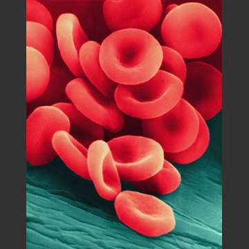 (http://singularityhub.com/wp-content/uploads/2008/08/red-blood-cells.bmp)