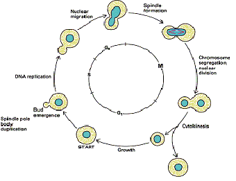 (http://mpf.biol.vt.edu/research/budding_yeast_model/gif_files/cell_cycle.gif)