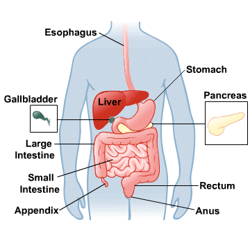(http://www.nlm.nih.gov/medlineplus/images/digestivesystem.png)