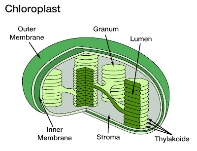 structure chloroplast (http://3.bp.blogspot.com/_FLSPZURcXIQ/TIfCswCmXWI/AAAAAAAAANQ/iUlQZBRAc0E/s400/structureofchloroplast.gif)