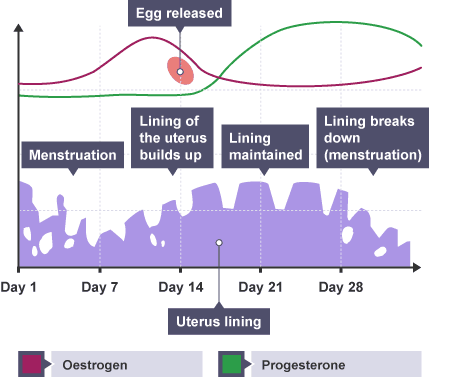 Oestrogen levels during the menstrual cycle (http://www.bbc.co.uk/schools/gcsebitesize/science/images/triple_science/103_bitesize_gcse_tsbiology_controlsystems_menstrualcycle_464.gif)