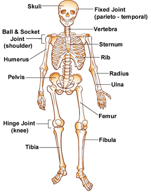 (http://1.bp.blogspot.com/_-z5CDZfrG4k/TDX5sREZtHI/AAAAAAAAAkI/9TbYF4CAYko/s1600/human+skeleton.gif)