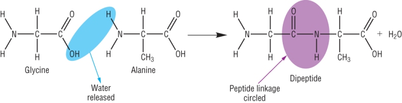 (http://www.chemhume.co.uk/A2CHEM/Unit%201/5%20Nitrogen%20compounds/formation_of_dipeptide.jpg)