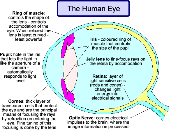 (http://www.cyberphysics.co.uk/graphics/diagrams/medical/colour_eye.gif)