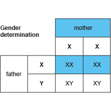 Image result for genetic diagram (http://www.bbc.co.uk/schools/gcsebitesize/science/images/ocr_bio_gender.jpg)