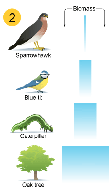 From the bottom of the pyramid up: oak tree, caterpillar, blue ***, sparrowhawk. This is a regular pyramid shape as the base is wide and the top narrow. (http://www.bbc.co.uk/schools/gcsebitesize/science/images/23_2_pyramids_of_biomass.gif)
