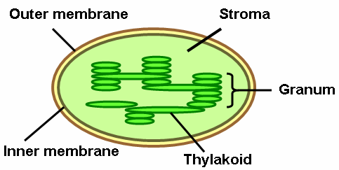 (http://www.indiastudychannel.com/attachments/Resources/151438-232156-Structure-Chloroplast.png)