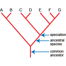 (http://www.bbc.co.uk/schools/gcsebitesize/science/images/aqa_bio_cladograph.jpg)