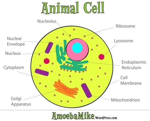 (http://amoebamike.files.wordpress.com/2009/11/cell-animal1.jpg?w=500&h=404&h=404)