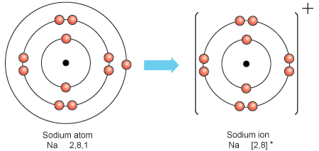 diagram shows how a sodium atom loses the electron on its outer shell to become a positively charged sodium ion (http://www.bbc.co.uk/schools/gcsebitesize/science/images/addgateway_sodium.gif)