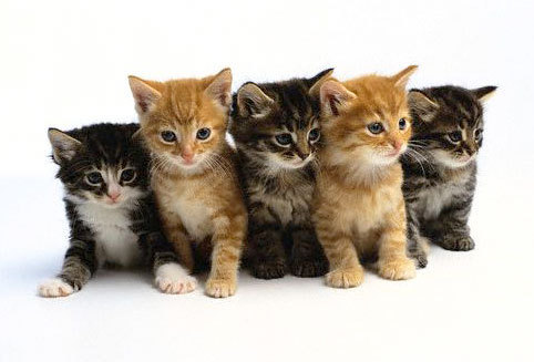 (http://images2.fanpop.com/images/photos/8400000/cute-cats-cats-8477439-482-327.jpg)