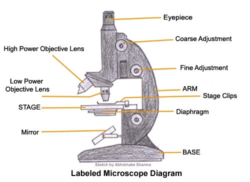 (http://www.buzzle.com/images/diagrams/microscope/labeled-microscope-diagram.jpg)