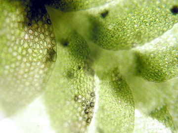 (http://www3.botany.ubc.ca/bryophyte/liverwort_microscopic_small.jpg)