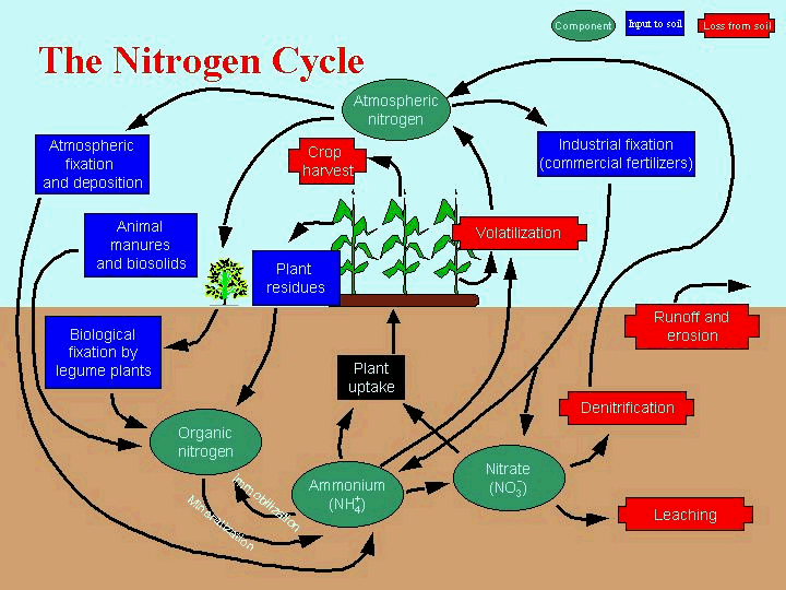 (http://1.bp.blogspot.com/_Ks_7cDZd5lw/TIa1HSB_1AI/AAAAAAAAAPQ/LfrCFjyI8HA/s1600/nitrogen.gif)