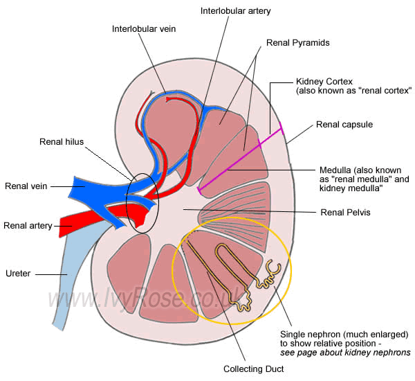 (http://www.ivy-rose.co.uk/HumanBody-Images/Urinary/Kidney_cIvyRose.png)