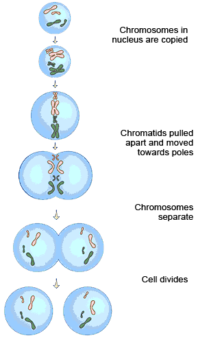 Diagram of the stages of mitosis (http://www.bbc.co.uk/schools/gcsebitesize/science/images/add_ocr_bimitosisa.gif)