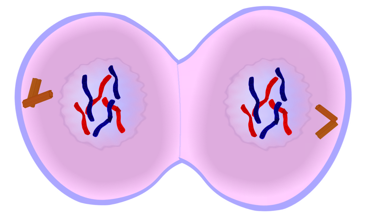 (http://www.edupic.net/Images/Mitosis/telophase.png)