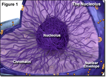 (http://micro.magnet.fsu.edu/cells/nucleus/images/nucleolusfigure1.jpg)