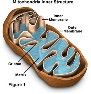 (http://amit1b.files.wordpress.com/2009/12/mitochondria.jpg)