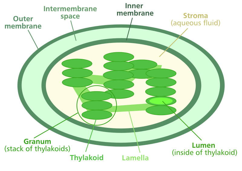 File:Chloroplast diagram.svg (http://upload.wikimedia.org/wikipedia/commons/thumb/9/9c/Chloroplast_diagram.svg/800px-Chloroplast_diagram.svg.png)