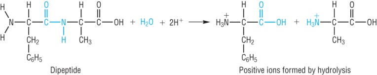 (http://www.chemhume.co.uk/A2CHEM/Unit%201/5%20Nitrogen%20compounds/acid_hydrolysis_dipeptide.jpg)