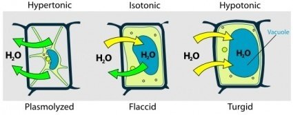 (http://images.clipartlogo.com/files/images/41/411818/turgor-pressure-on-plant-cells-diagram-clip-art_p.jpg)