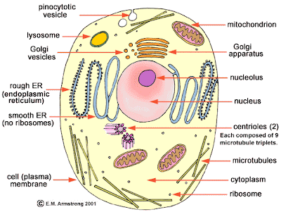 eukaryotic cell 2d