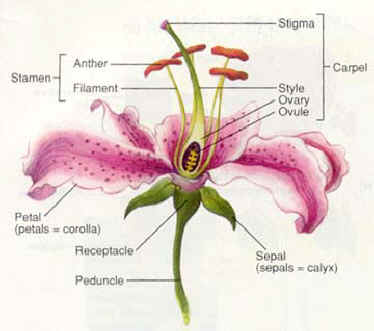(http://sixlegsonecorolla.files.wordpress.com/2012/07/generalised_flower_diagram.jpg)
